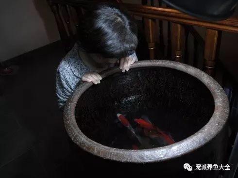 老水缸养红草鱼,怀旧的感觉!~