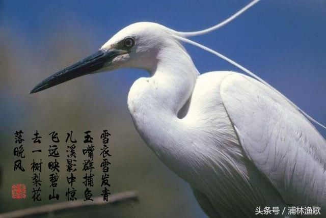 这十九首写动物的古诗(图文并茂),首首经典,