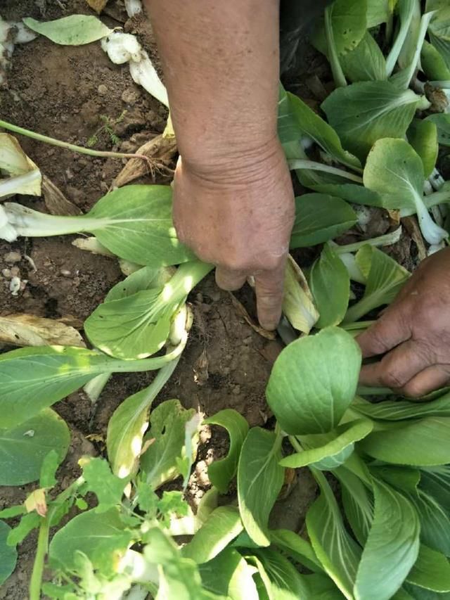 农村老人起早贪黑挖油菜，只为赚点零花钱