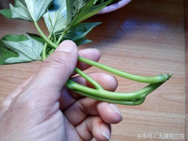 农村人吃腻了，城里人想吃吃不到的三大野菜