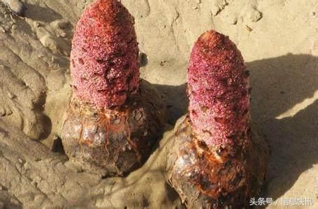 农村发现它不要走,挖回家,可以卖几万!