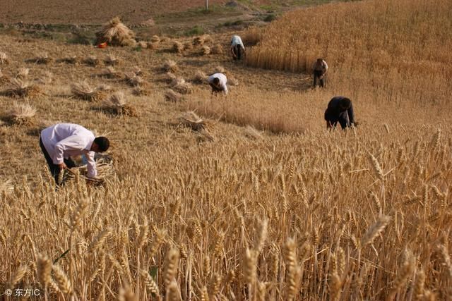 这些农谚老话，可以预测天气变化、年景收成、每一句都相当精准