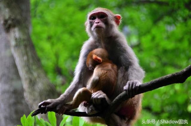 张家界自驾游、自助游、自由行旅游攻略，吃、住、行、游、购、娱