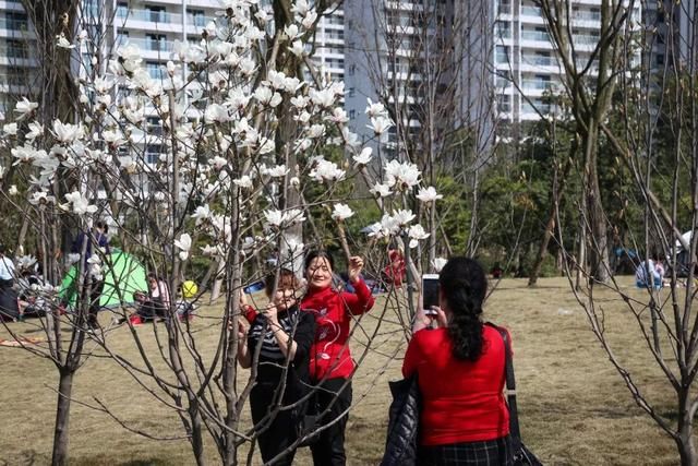 花开啦！3月的宜宾原来这么美，赏花、放风筝、人少景美，约起！