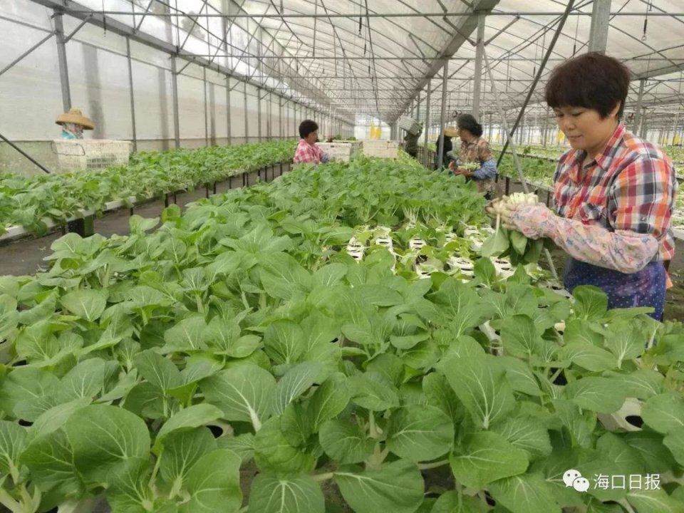 便民 | 在海南过年，这些青菜2元!要去哪里买最便宜!看这里......