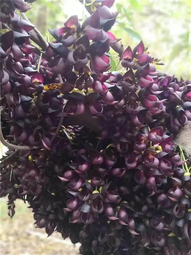 周六免费!广州附近这片禾雀花海没爆了,千万别错过了...