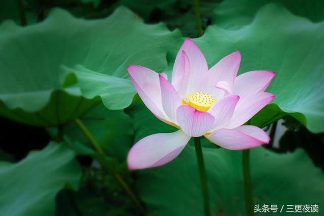 非常经典的句子:修行,不是追求完美,而是坦然地