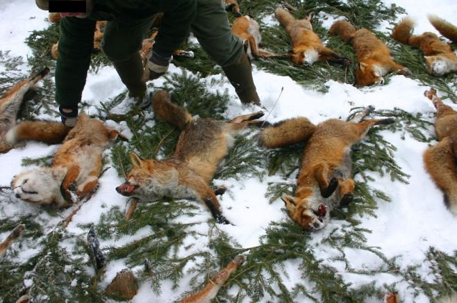 狐狸集体猝死雪地，当地人却一点也不觉得悲伤和奇怪