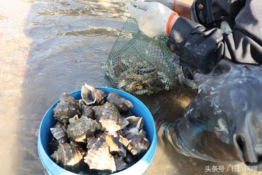 超级月亮引来天文大潮青岛人赶海发了,海螺海蛎子成麻袋捡背不动