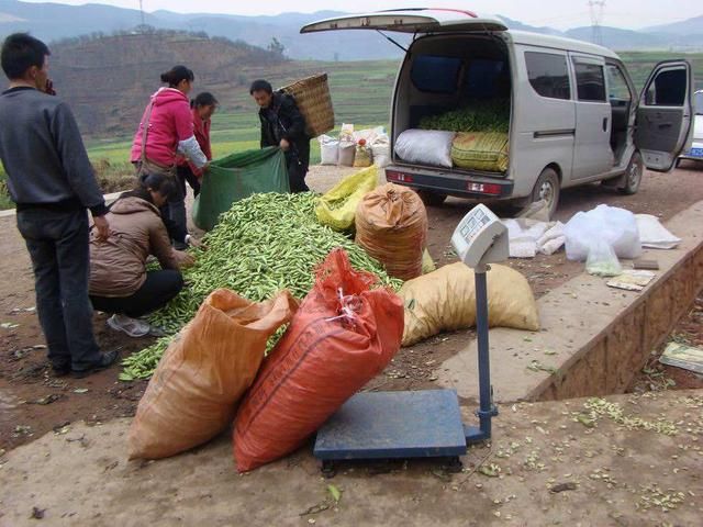 农村种植怪象：有人种什么赚钱了，大家就跟着种，然后全部卖不掉