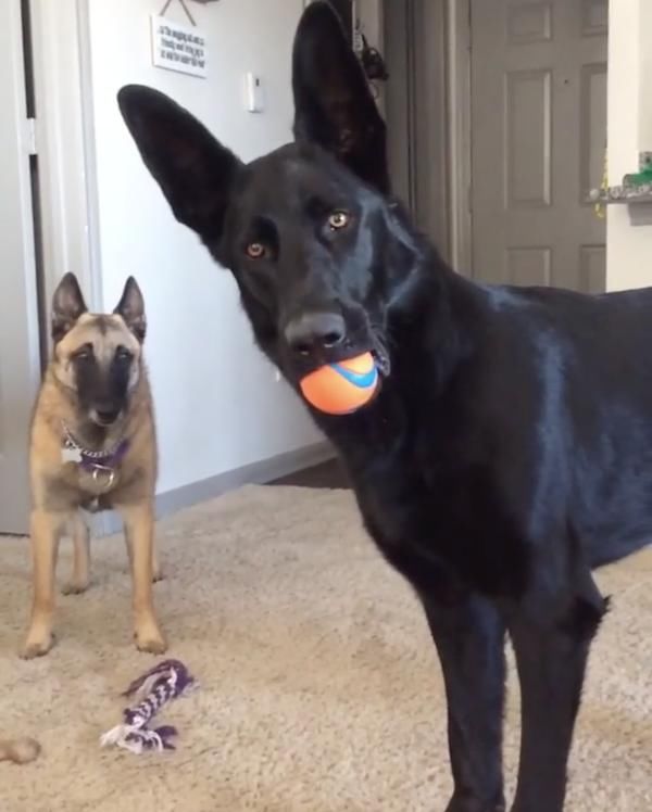 牧羊犬听到影片小女孩哭声,困惑歪头