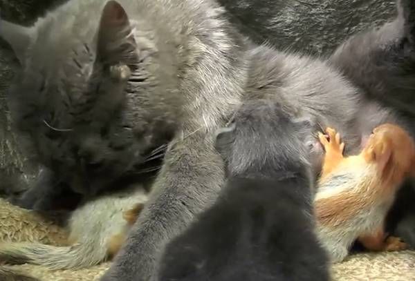 温暖人心!一猫咪收养四只小松鼠母爱泛滥