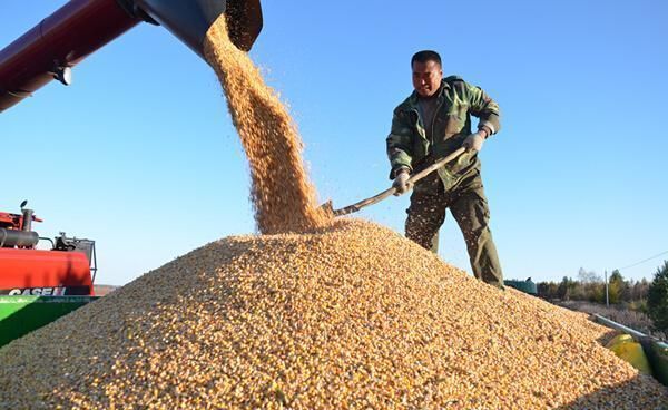 春节过后卖粮农民收获大礼包 玉米地趴粮要不要等几天再卖?