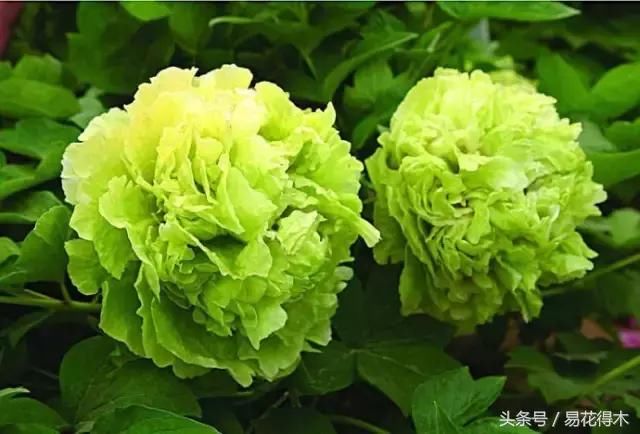 盆栽牡丹的鉴赏和养护管理