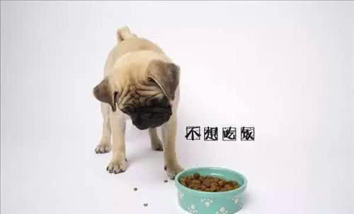 宠物夏季不吃饭、易生病,主人们的一举动,是罪
