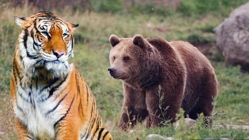 老虎和熊的故事图片