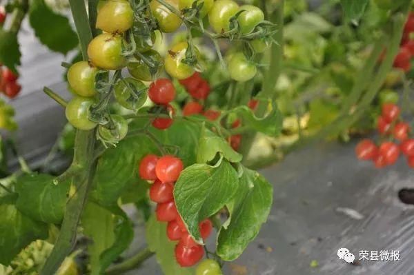 清明小长假,睹花睹人不堵车!赶快约起来荣县乐享田园采摘乐趣!