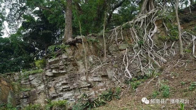 千年樟树、烈士故居，云浮这个村庄将打造生态休闲旅游观光圣地