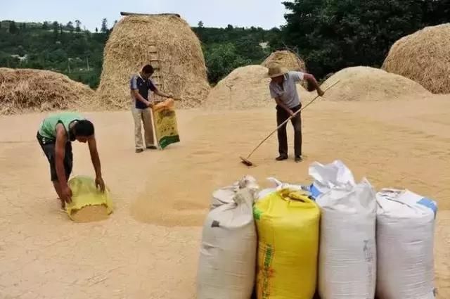 过去麦收的老照片，全是满满的回忆！