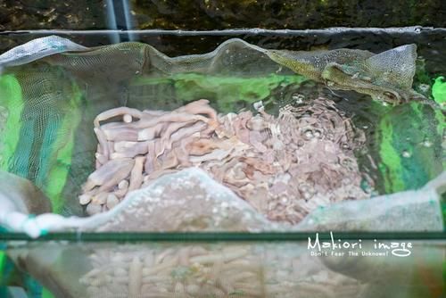 国家为什么不管北海