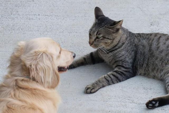 农村俗话说:狗来富,猫来穷 到底是什么道理?