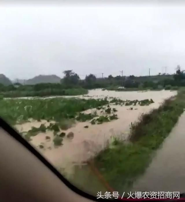 两广狂风暴雨，柑橘树泡水、甜玉米全倒！未来十天，南方仍有强降