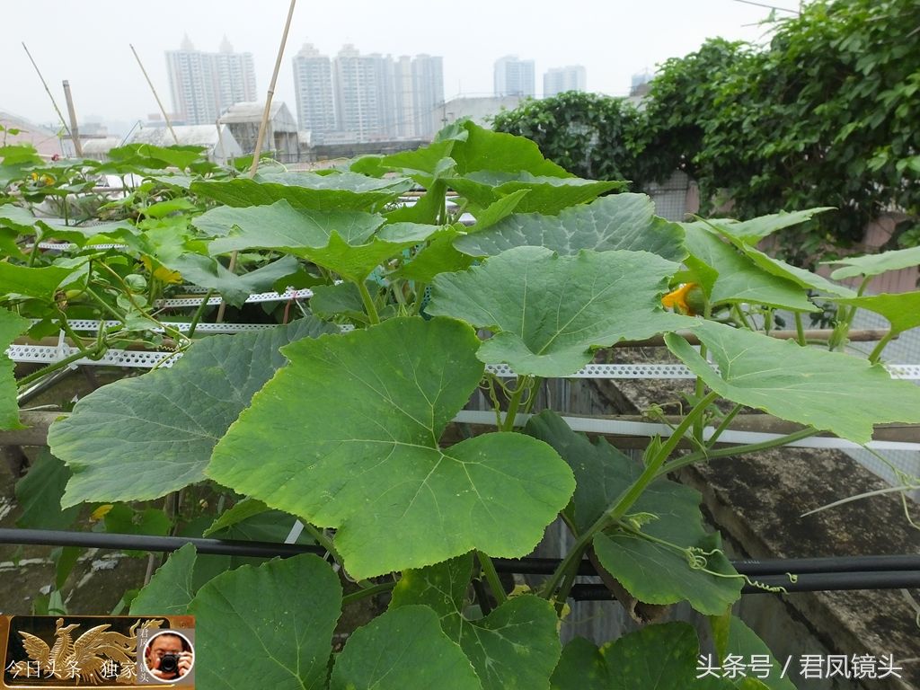 广东清远:居民楼顶种菜，南瓜绿油油!