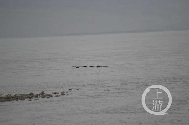 国家二级保护动物中华赤麻鸭首来重庆江津越冬,目前国内仅存1万