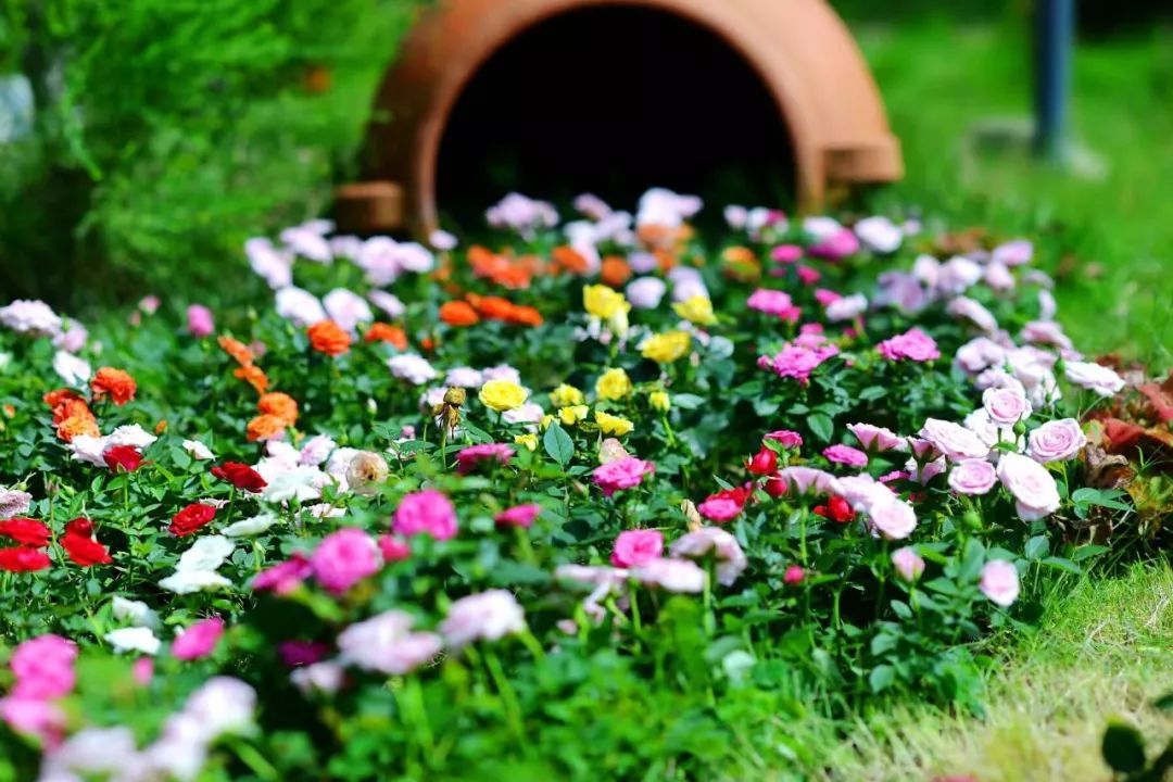 一对夫妻把青白江农家改造成“田园牧歌”，从此家有美景何必远方