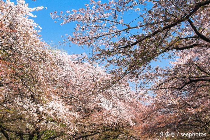 实拍日本上野公园，樱花盛放，规模浩大绚丽多姿，一起去看一下吧