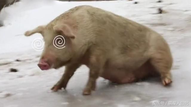 猪猪第一次见下雪玩起溜冰动作辣眼,网友评论