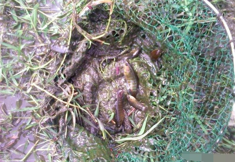 农村臭水沟忙活一下午的“斗鱼”,异常生猛,就不知口感如何