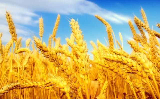 中国农民丰收节小知识!丰收节放假吗?答:今年