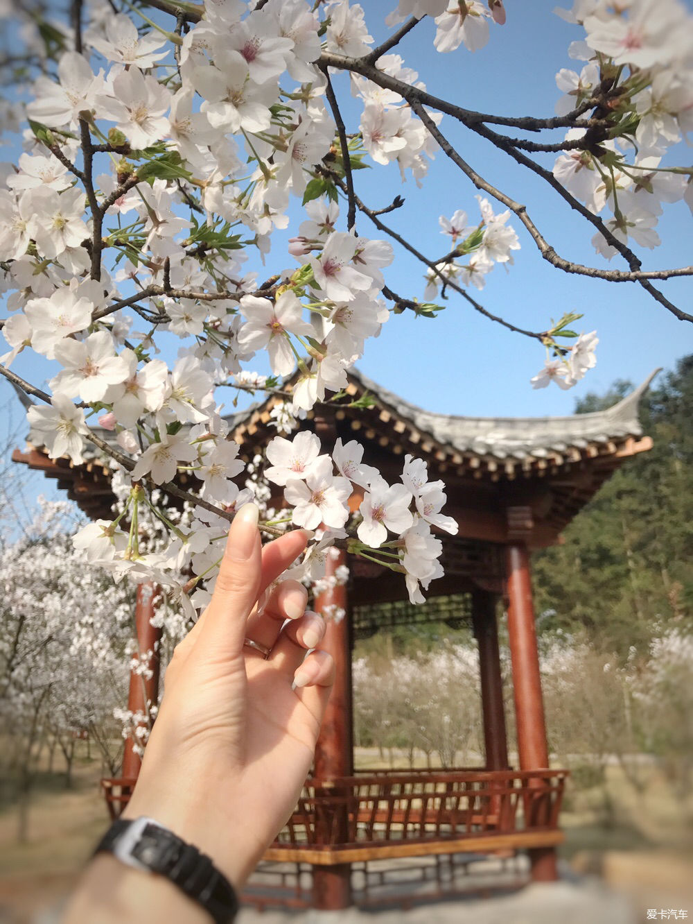 【春之彩】又是一年樱花烂漫时