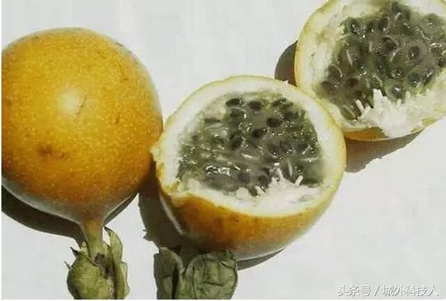 世界最奇怪的水果，图1我忍了，后边的无法忍受！