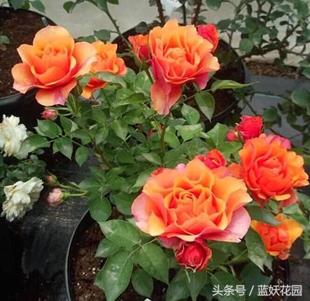 这种虫子对月季危害极大,但却很少有人认识!
