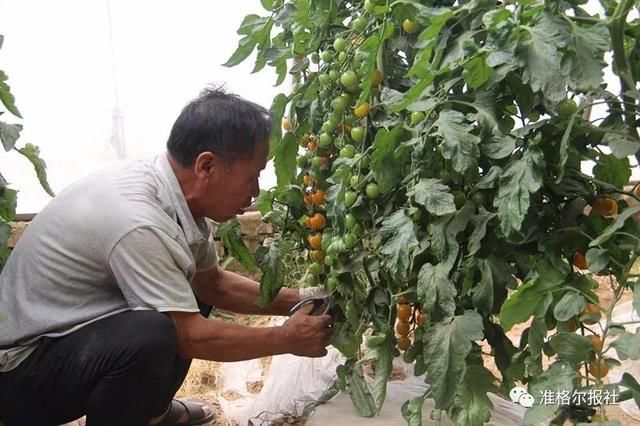 要闻这种洋水果“落户”准格尔旗了，吃过的点赞~