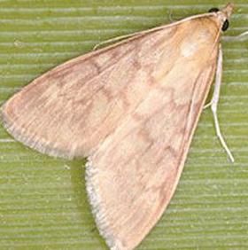 柳州害虫防治 柳州害虫防治