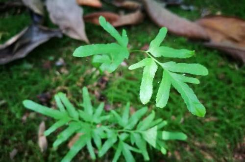 乡村绿色苔藓上长的一种植物,名金沙藤,是味
