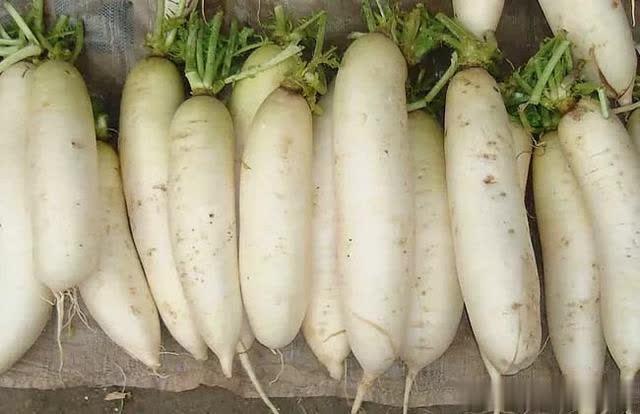 怎么样才能种好萝卜 t01ebb86748fe2564c2.jpg