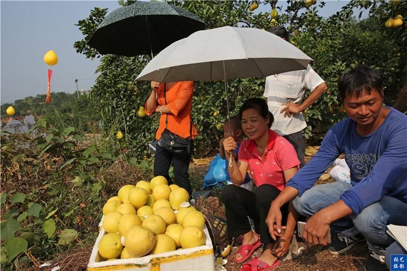 广西容县自良镇果农种植沙田柚产量高,年收入