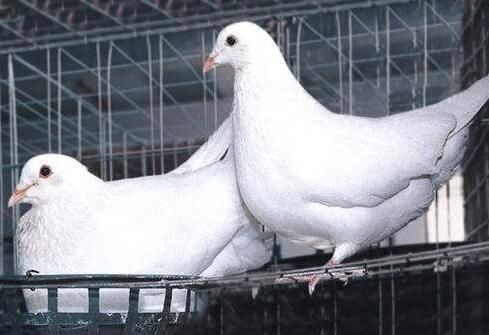 海南夫妻共同创业,养殖鸽子,仅一年就赚40万元