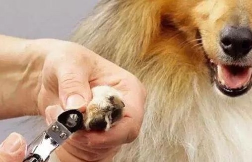 硕士辞职创业,开宠物店,月入10万元