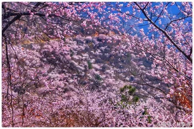 三生三世何处觅？十里桃花南太行！3月踏青太行秋沟赏桃花