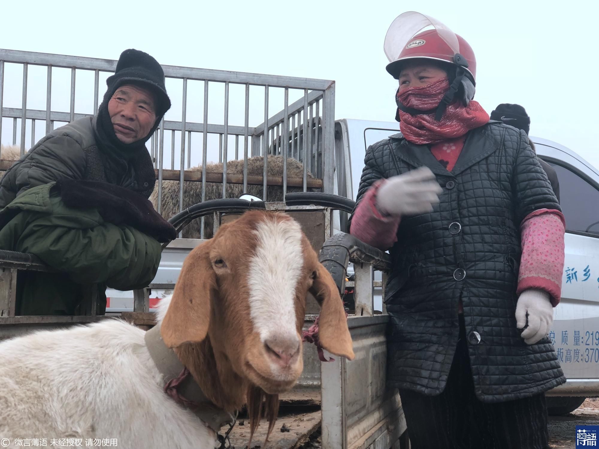 母羊在市场产崽 众人为小羊生火取暖