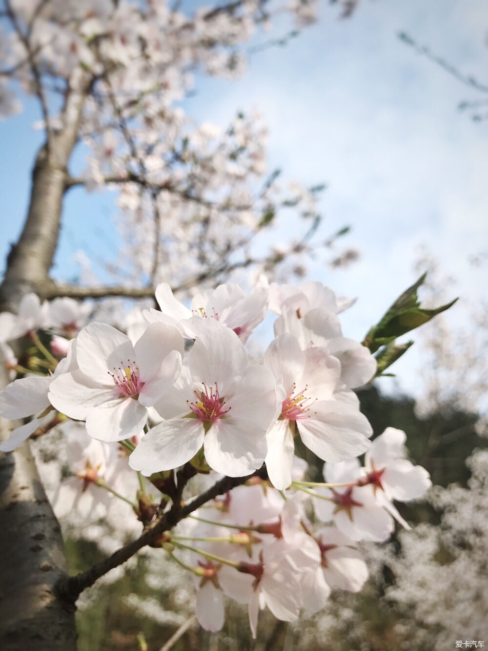 【春之彩】又是一年樱花烂漫时