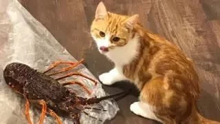 (文摘)从流浪猫到新西兰“第一猫” 这只橘猫用短短一生照亮了世界 - aihua191 - aihua191的 博 客 (文摘)从流浪猫到新西兰“第一猫” 这只橘猫用短短一生照亮了世界 - aihua191 - aihua191的 博 客