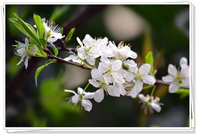 千亩李花竞相怒放，美得不像话！