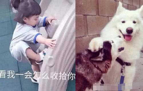 内心:图片单纯的我,表面渴望被你疼爱狗表情蛋图片表情包图片