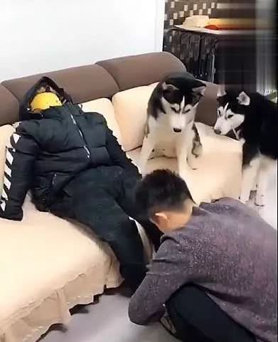 为防止宠物狗拆家,主人出门前给二哈留下个假人,两个钟回来笑了 美高梅网上网站开户
